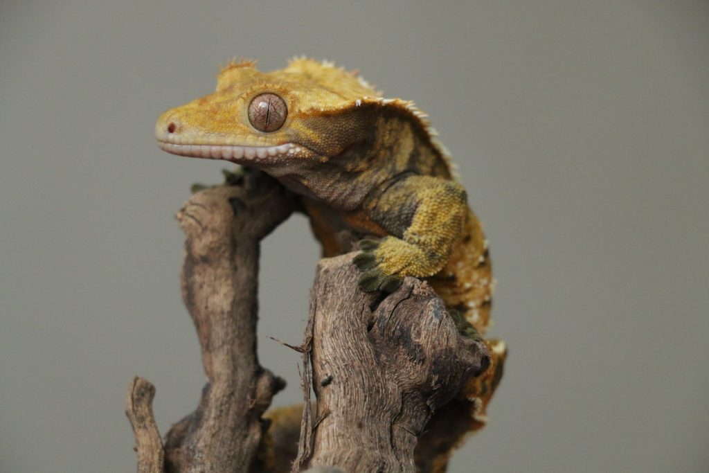 Crested Gecko