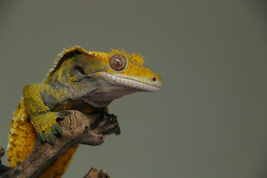 crested gecko terrarium