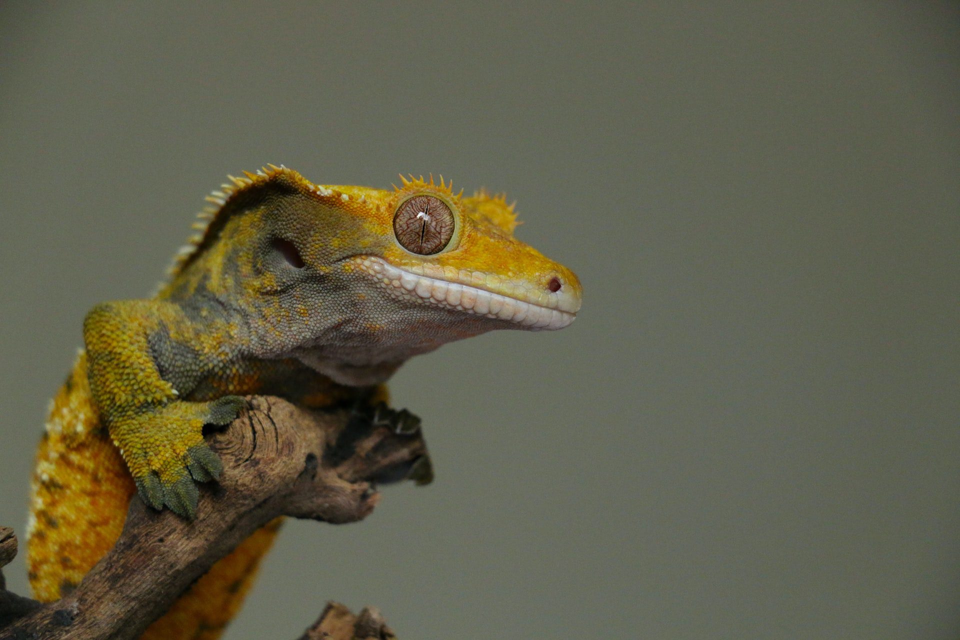 crested gecko terrarium