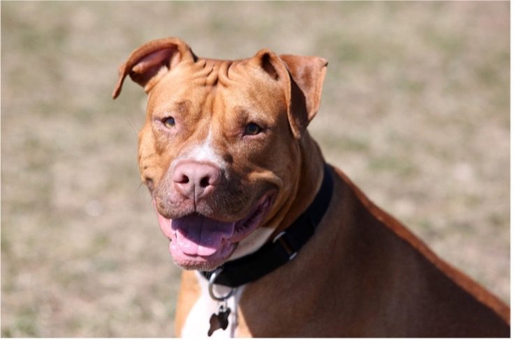 Are Pit Bulls Naturally Aggressive