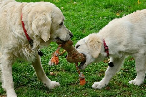 playful dogs