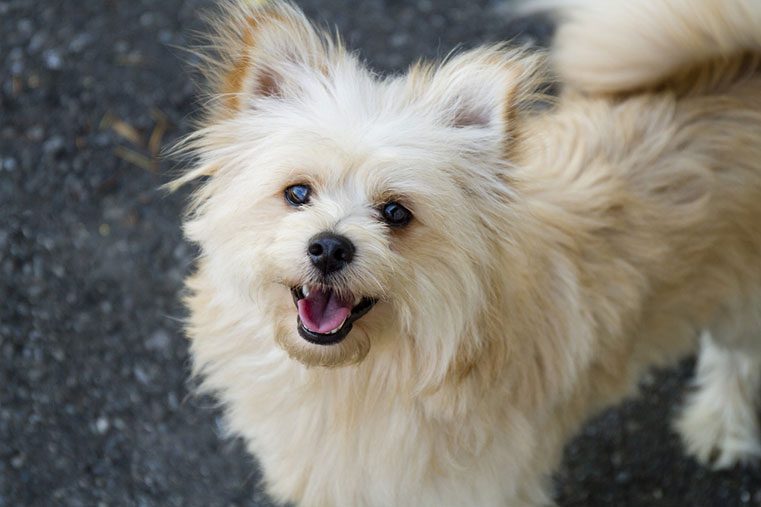 Pomapoo most popular poodle mixes