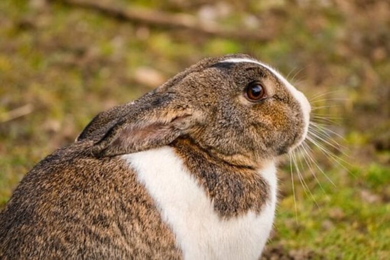 rabbits eat pea shoots