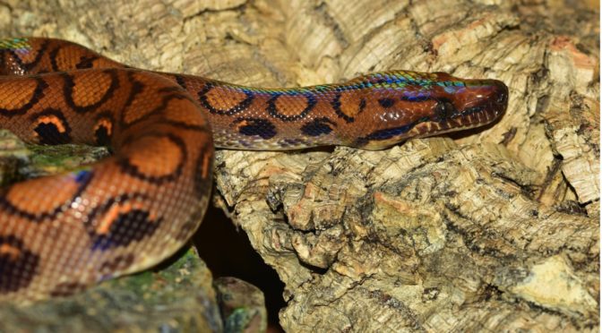 rainbow snake image