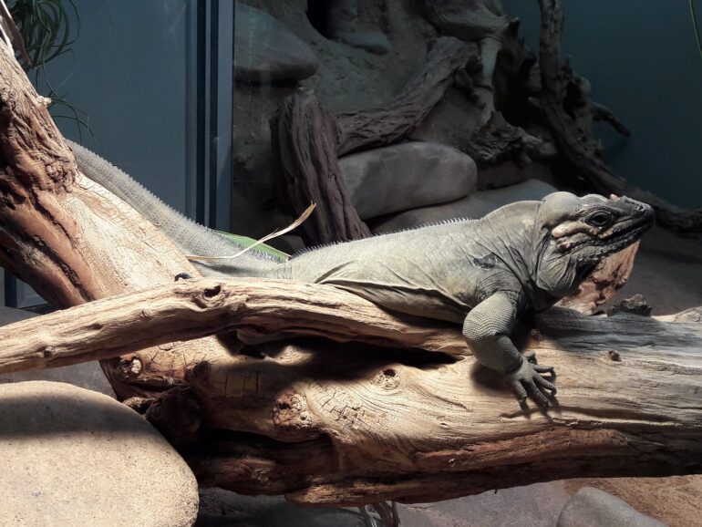 Rhinoceros Iguana popular types pet iguanas