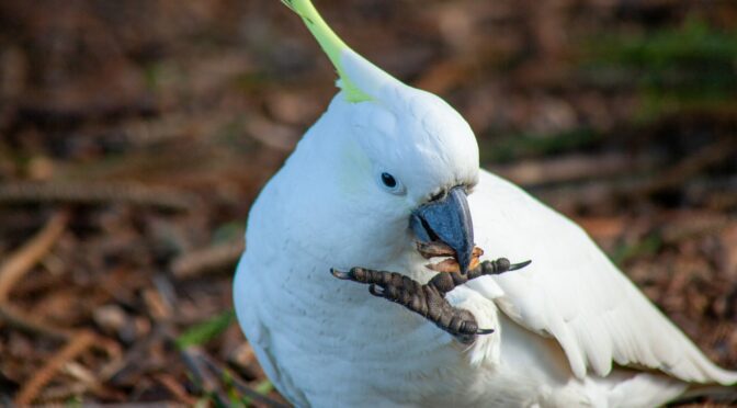 white cockatoos make good pets