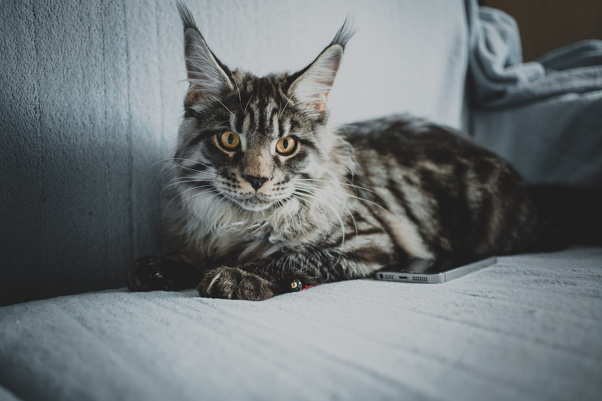 Domestic Maine Coon Cat