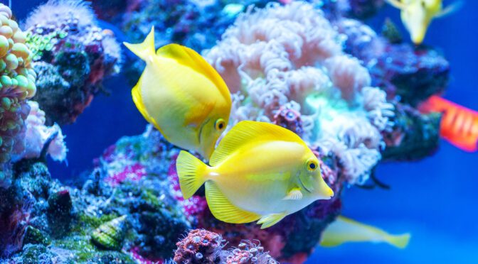 reef safe algae eaters