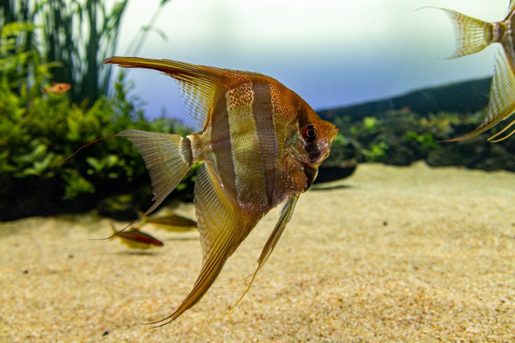 angelfish size live