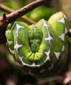 Emerald Tree Boa coiled around a branch