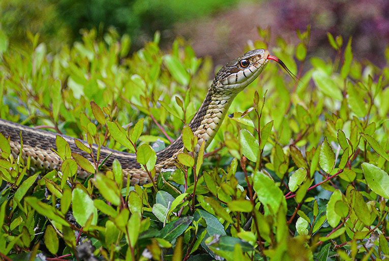 Top ten best pet snakes
