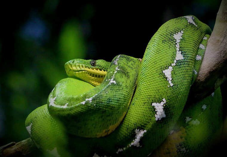 The Top Ten Best and Most Common Pet Snakes Pets and Animals