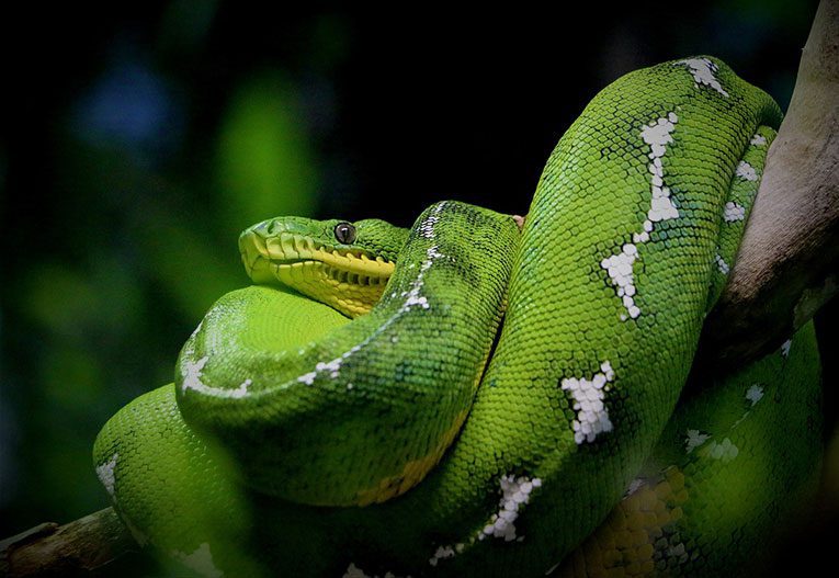 top ten best pet snakes