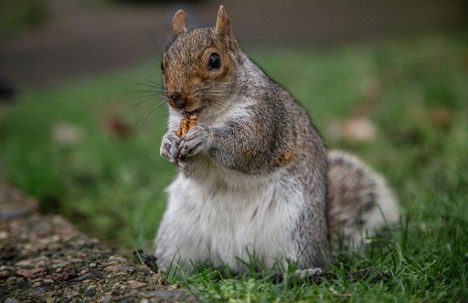 Do Squirrels Eat Meat? Shocking Fact | Pets and Animals Tips