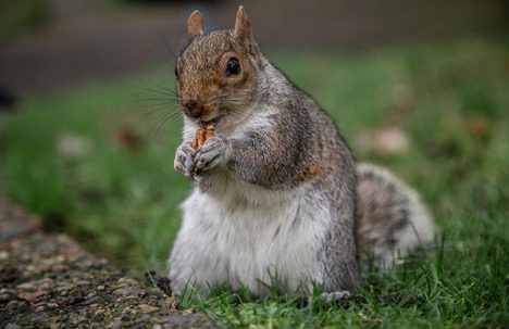 Do Squirrels Eat Meat? Shocking Fact | Pets and Animals Tips Do Squirrels Eat Meat? Shocking Fact | Pets and Animals Tips
