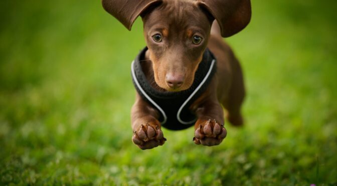 Dachshund puppy jumping