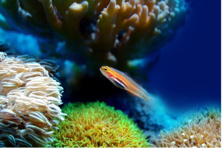 fish aquarium tank goldfish water tips