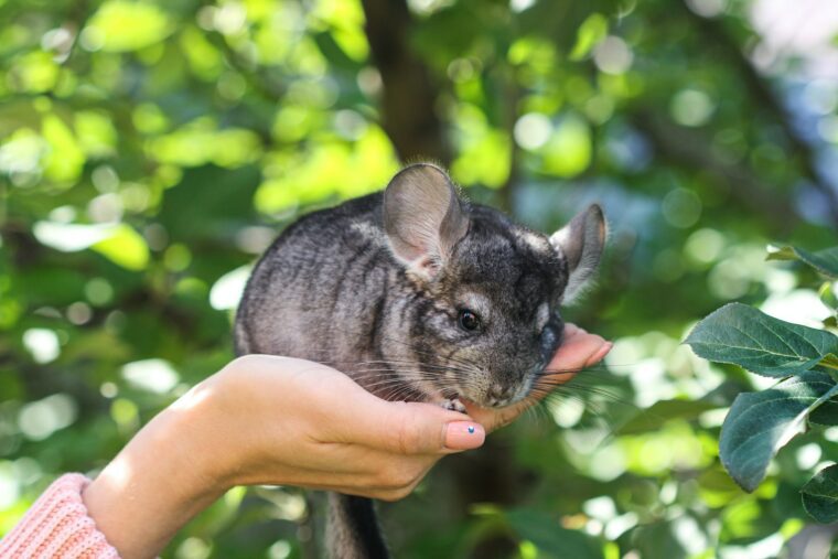 Holding a Chinchilla