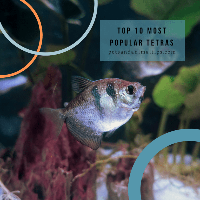popular tetras fish