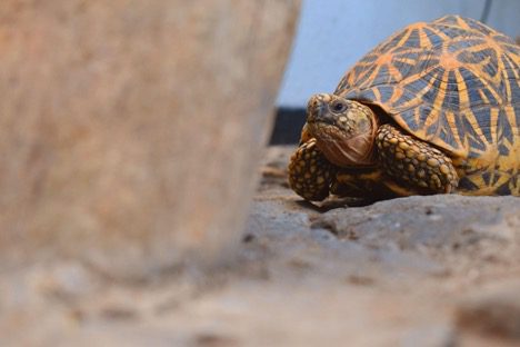 Turtle easy pet to take care of