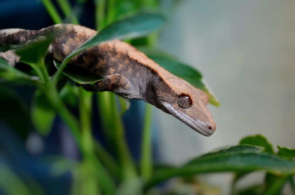 Crested gecko on a plant inside a terrarium
