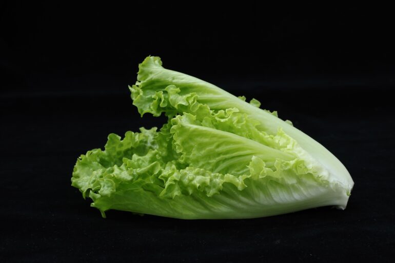 rabbits eat gem lettuce