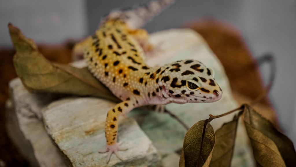 Leopard Gecko