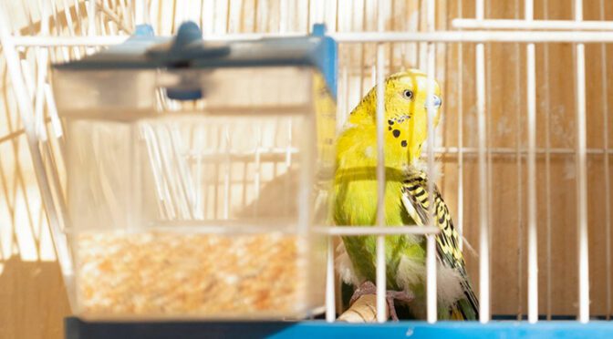 parakeet cage size