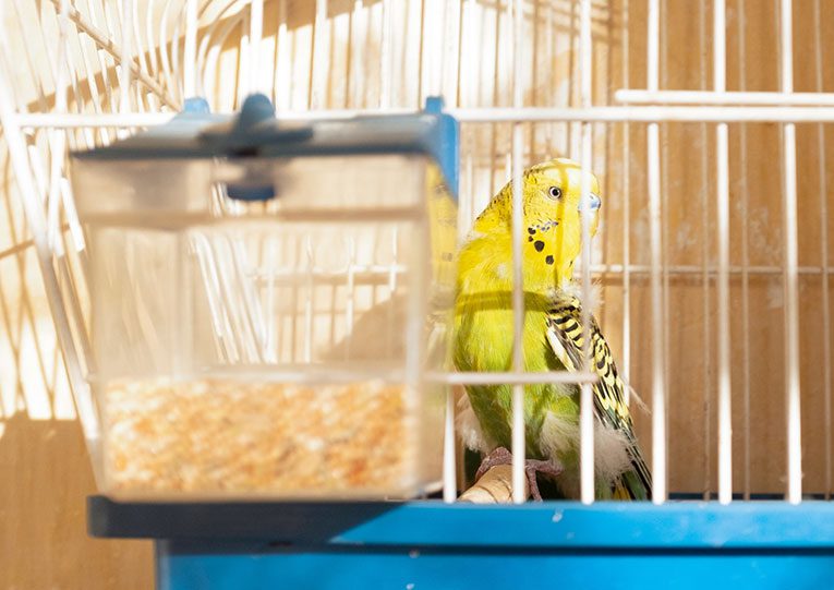 parakeet cage size
