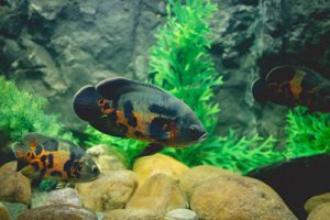 Oscar fish swimming in a tank