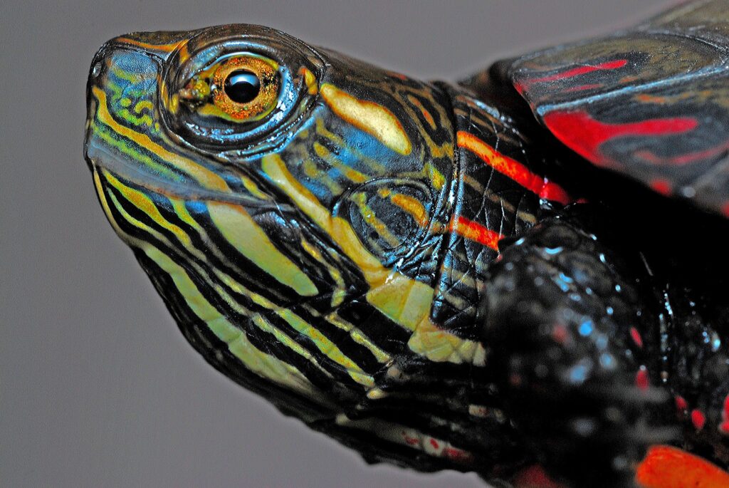 Painted turtle head photo